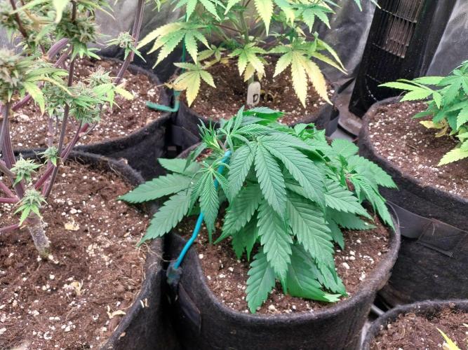 Pierrette de la lune 2. Week 4 - 30/11