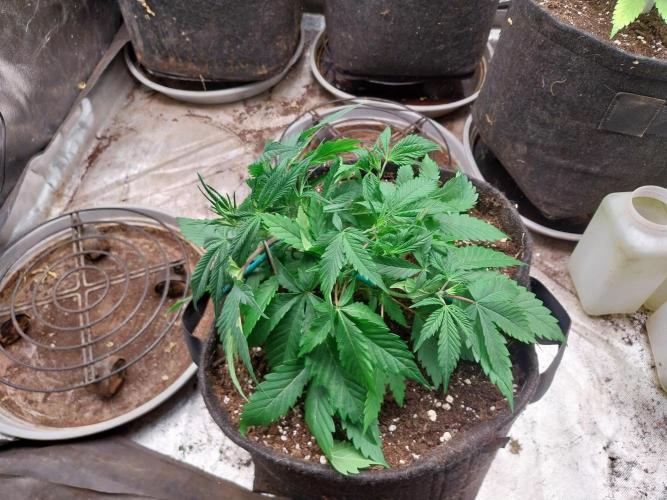 Pierrette de la lune 2. Week 4 - 01/12