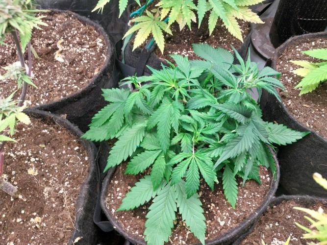 Pierrette de la lune 2. Week 4 - 02/12