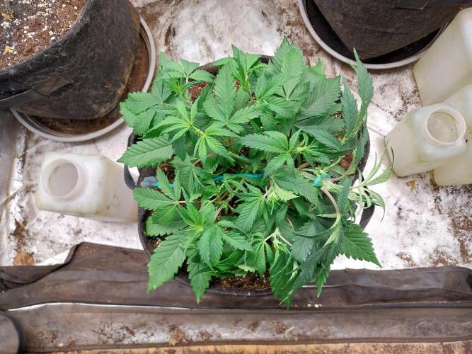 Pierrette de la lune 2. Week 4 - 03/12