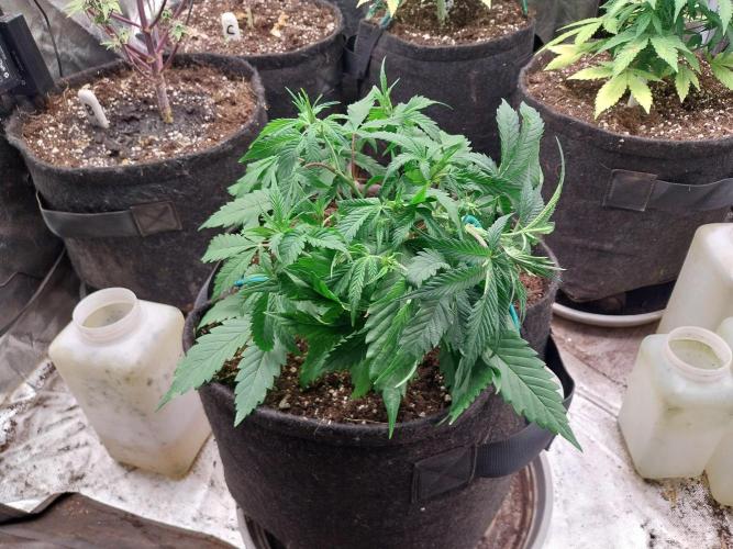 Pierrette de la lune 2. Week 4 - 03/12