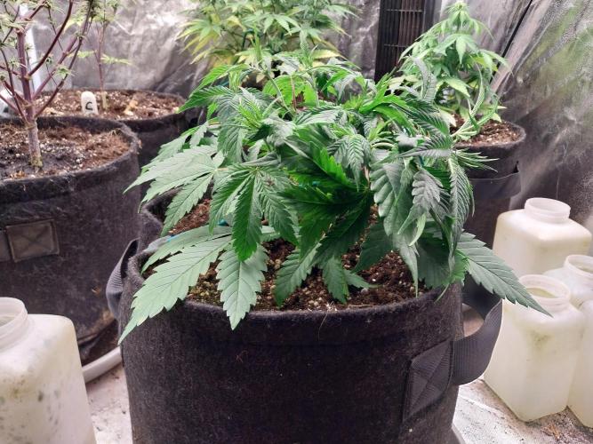 Pierrette de la lune 2. Week 4 - 03/12