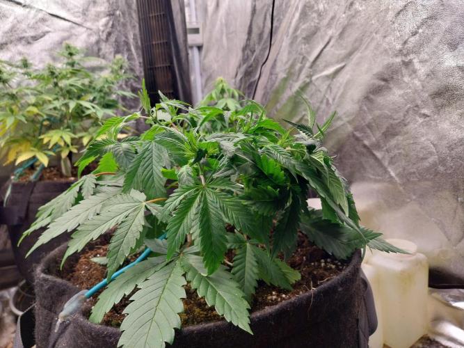 Pierrette de la lune 2. Week 4 - 03/12