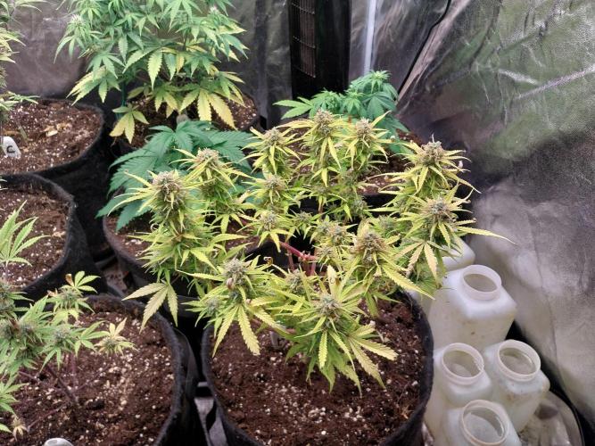 Mat Ohperché. Week 13 - 28/11