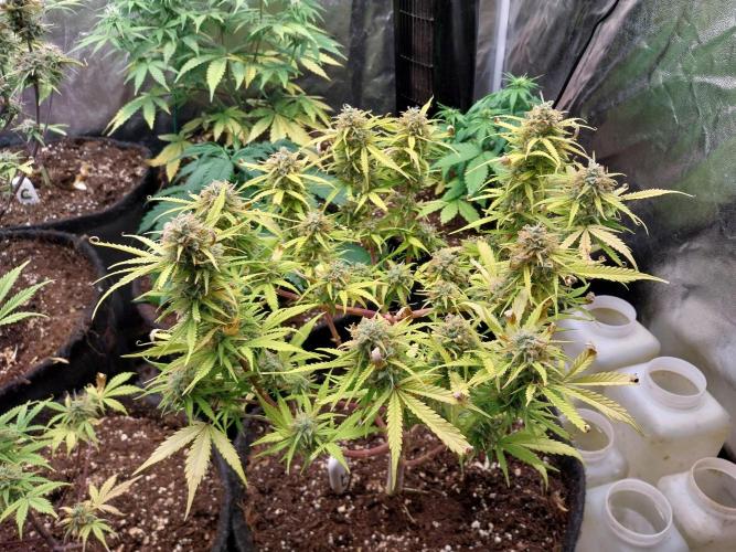 Mat Ohperché. Week 13 - 29/11