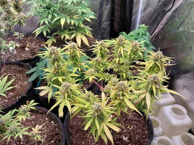 Mat Ohperché. Week 13 - 30/11