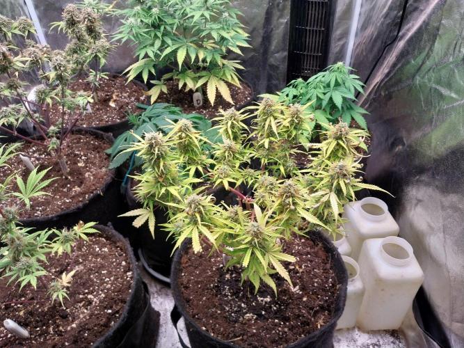 Mat Ohperché. Week 13 - 01/12