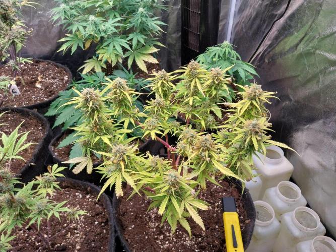 Mat Ohperché. Week 13 - 02/12