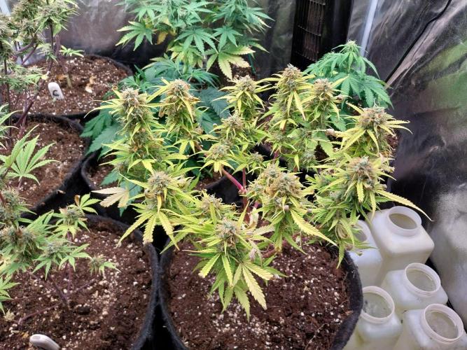 Mat Ohperché. Week 13 - 03/12