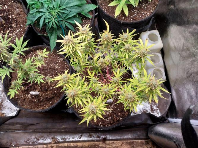 Mat Ohperché. Week 13 - 04/12