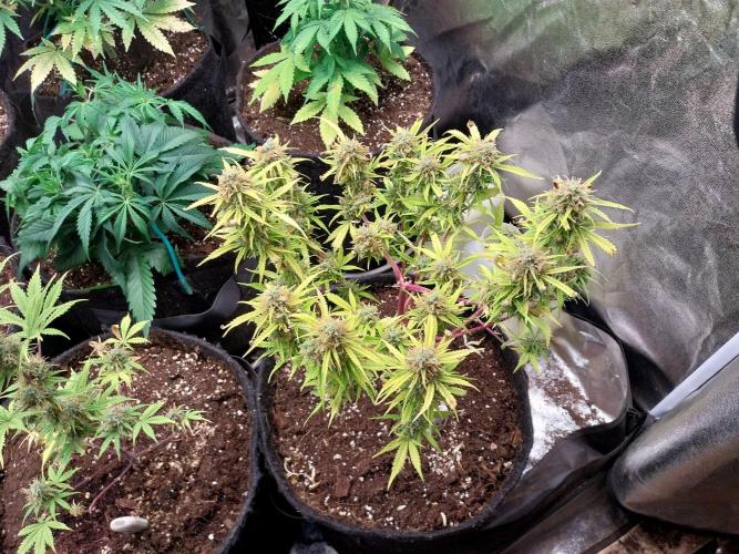 Mat Ohperché. Week 13 - 04/12