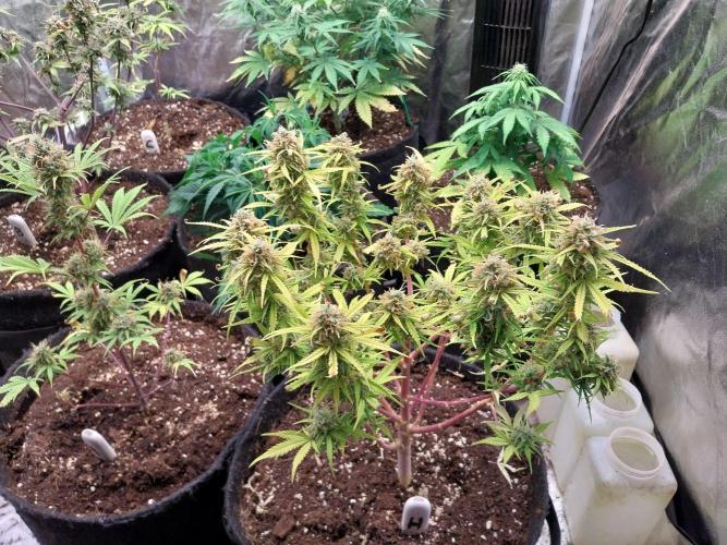 Mat Ohperché. Week 13 - 04/1204/12