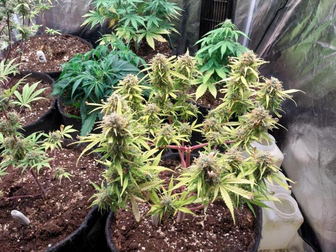 Mat Ohperché. Week 13