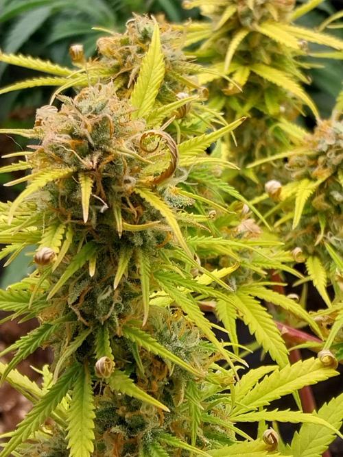 Mat Ohperché. Week 13 - 04/12