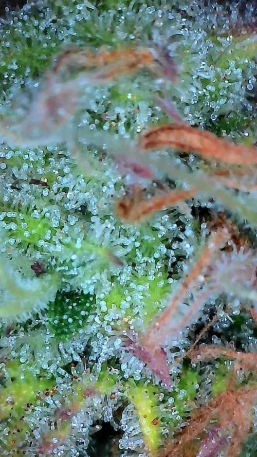 Mat Ohperché. Week 13 - 04/12