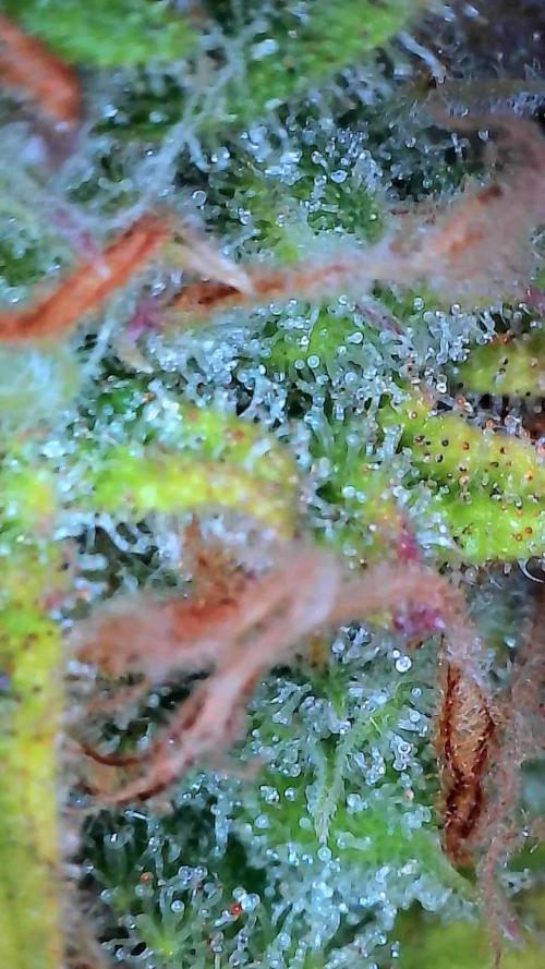 Mat Ohperché. Week 13 - 04/12