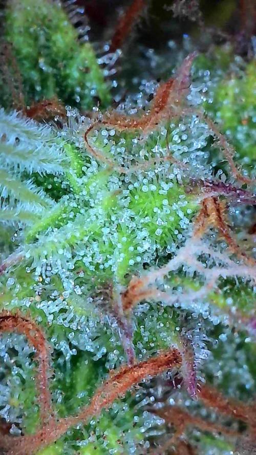 Mat Ohperché. Week 13 - 04/12