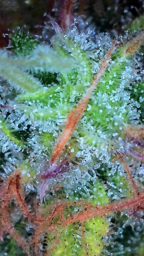 Mat Ohperché. Week 13 - 04/12