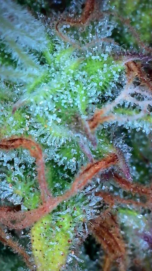 Mat Ohperché. Week 13 - 04/12