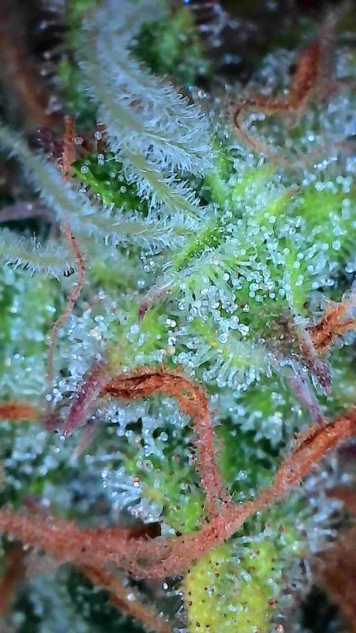 Mat Ohperché. Week 13 - 04/12