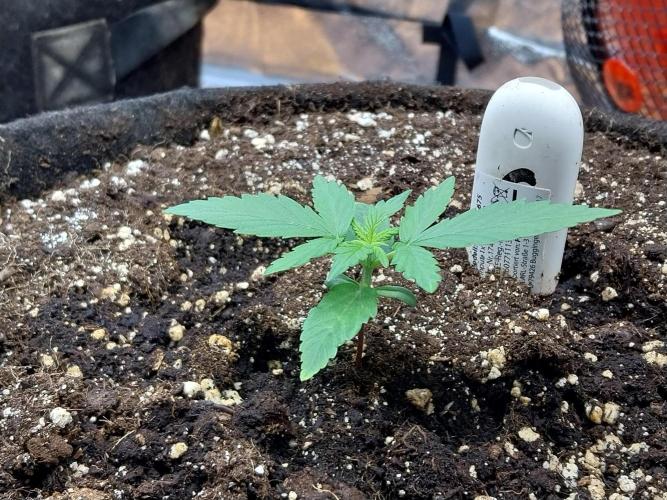 Quoitesqueu. Week 3 - 28/11