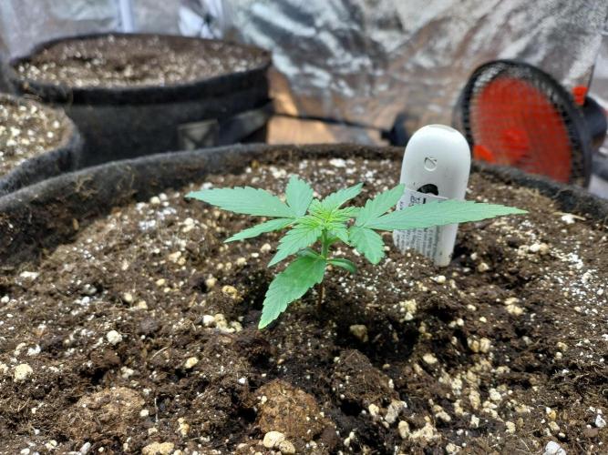 Quoitesqueu. Week 3 - 29/11