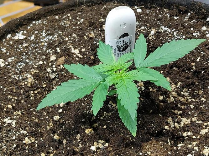 Quoitesqueu. Week 3 - 30/11