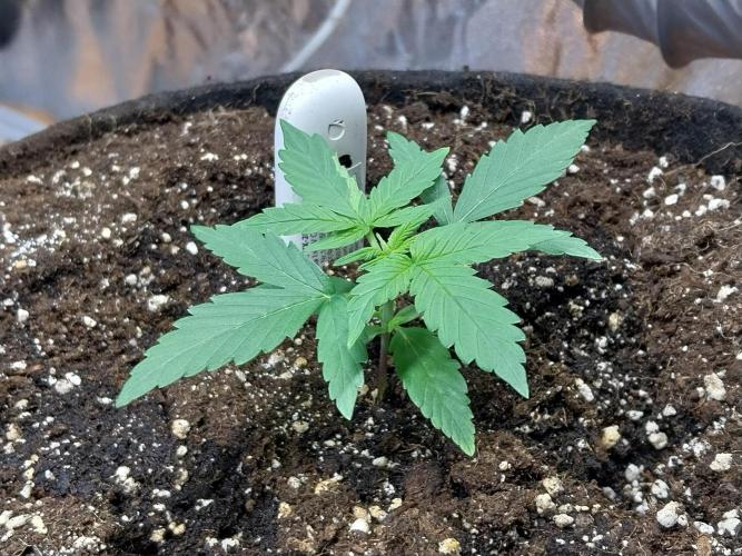 Quoitesqueu. Week 3 - 01/12