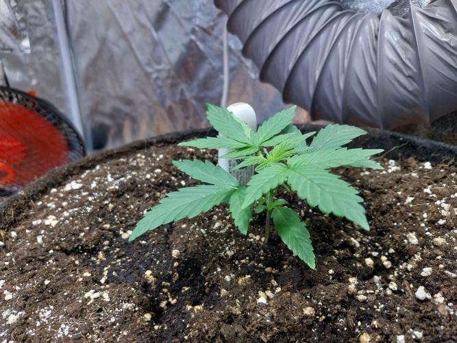 Quoitesqueu. Week 3 - 02/12