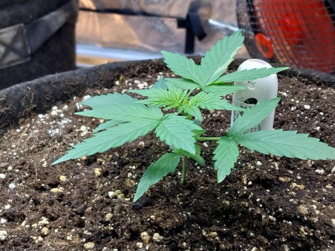 Quoitesqueu. Week 3 - 03/12