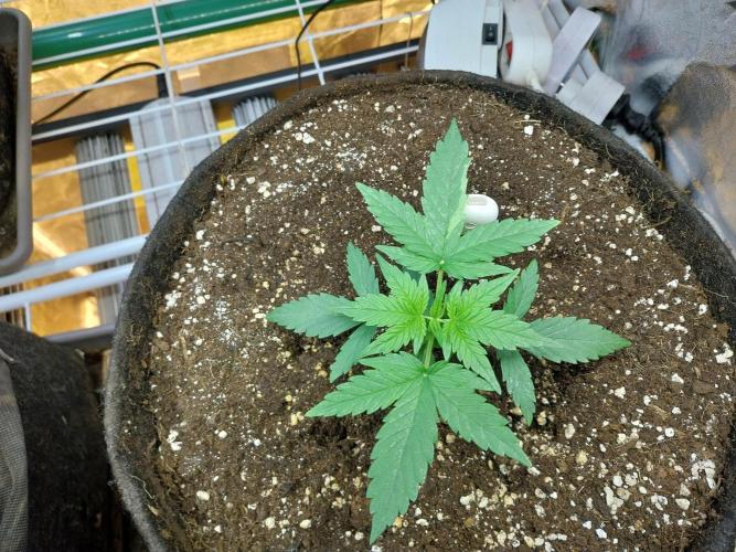 Quoitesqueu. Week 3 - 04/12 