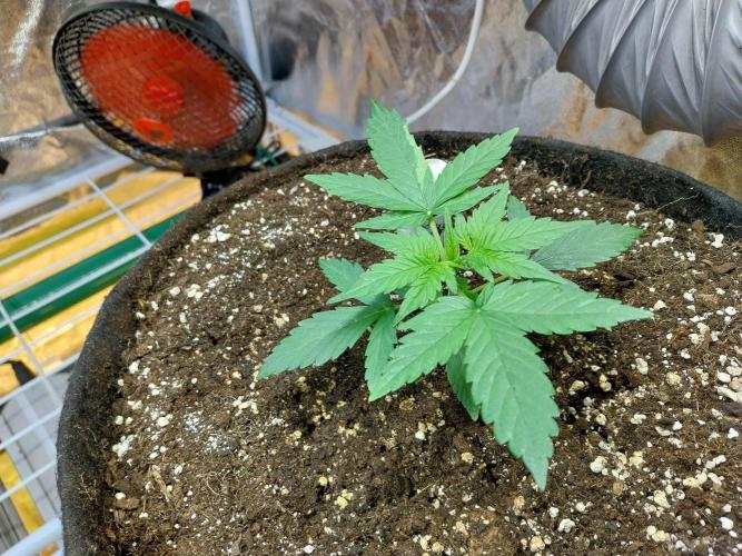 Quoitesqueu. Week 3 - 04/12