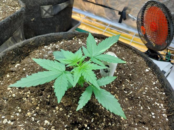 Quoitesqueu. Week 3 - 04/12