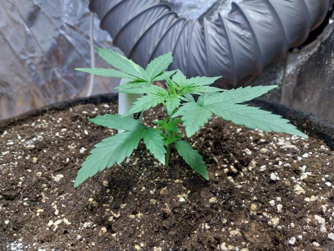 Quoitesqueu. Week 3 - 04/12