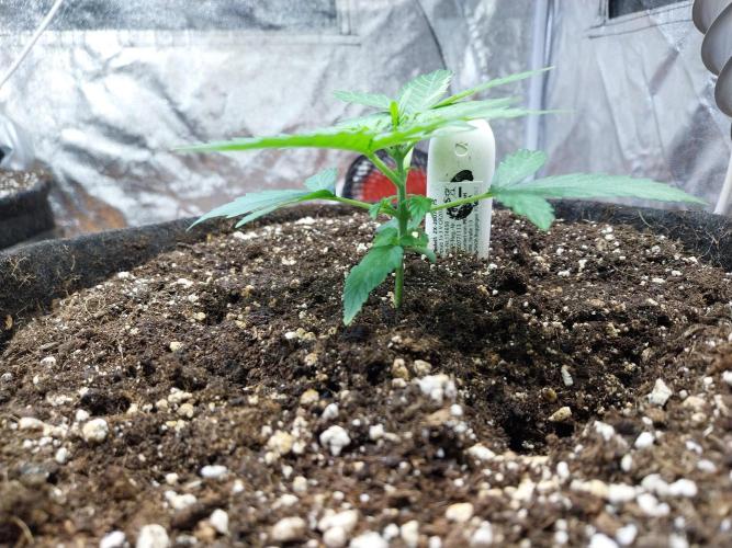 Quoitesqueu. Week 3 - 04/12