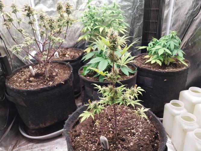 Beuhengelé. Week 12 - 29/11