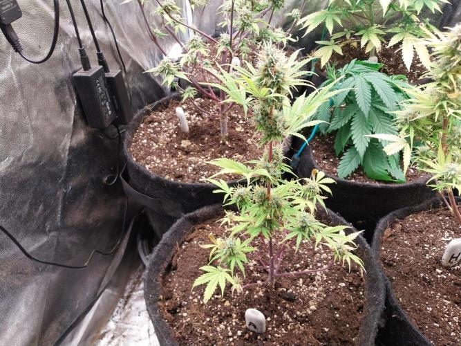 Beuhengelé. Week 12 - 30/12