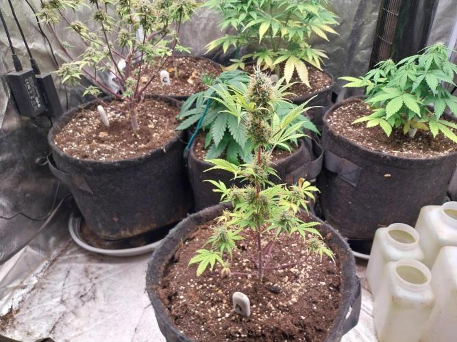 Beuhengelé. Week 12 - 01/12