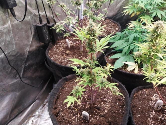 Beuhengelé. Week 12 - 02/12