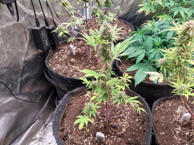 Beuhengelé. Week 12 - 03/12