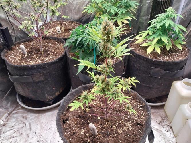 Beuhengelé. Week 12 - 04/12