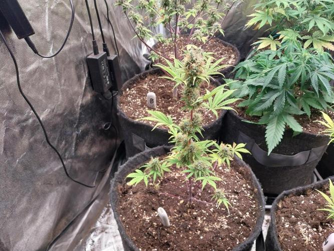 Beuhengelé. Week 12 - 05/12 