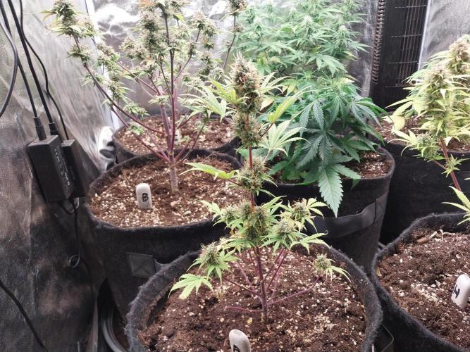 Beuhengelé. Week 12 - 05/12 