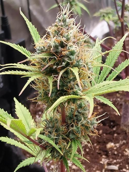 Beuhengelé. Week 12 - 05/12 