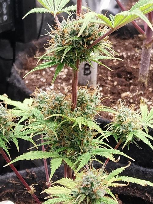 Beuhengelé. Week 12 - 05/12 