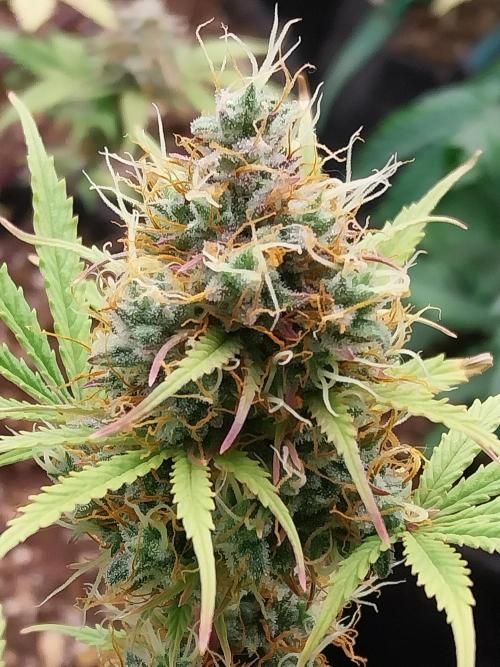 Beuhengelé. Week 12 - 05/12 