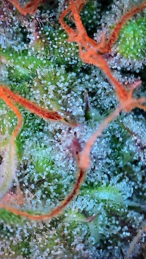 Beuhengelé. Week 12 - 05/12 