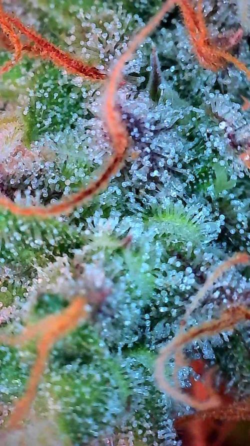 Beuhengelé. Week 12 - 05/12 