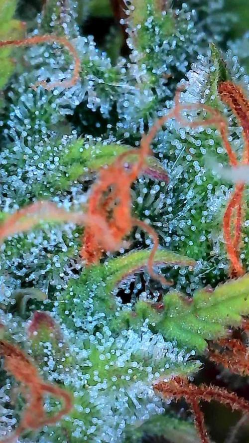 Beuhengelé. Week 12 - 05/12 