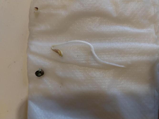 jolilumi. Week 0 - 01/12